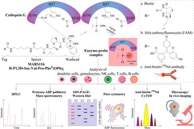 Activity-Based Probes to Utilize the Proteolytic Activity of Cathepsin G in Biological Samples